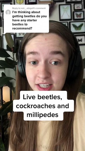 Easy Care Insects: Beginners Guide to Keeping Beetles, Cockroaches, and Millipedes