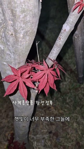 단풍잎을 튀겨 먹는다고? 놀라운 단풍 문화 [꽃과 나무]