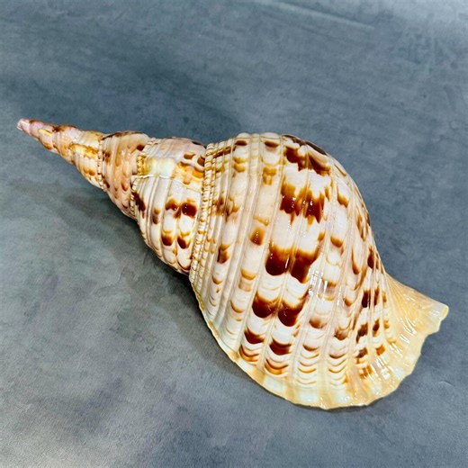 12-14.8" (300-370mm) Large Triton Trumpet Conch Shell, Natural Queen Seashell for Collection, Big Sea Snail for Home Decor, Rare Large Conch - Etsy