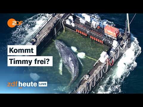 Buckelwal soll in die Freiheit entlassen werden, Barge gesenkt und geöffnet | ZDFheute live