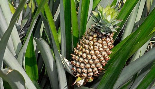 Ananas comosus (Piña común). Origen, Descripción, Cultivo Y Usos