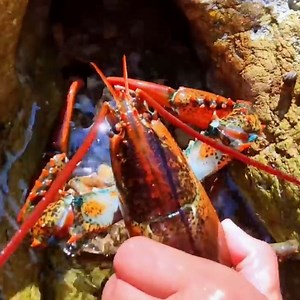Strange sea creatures gather on the coral reef. Catching delicious seafood and cooking | Amanda Lewis