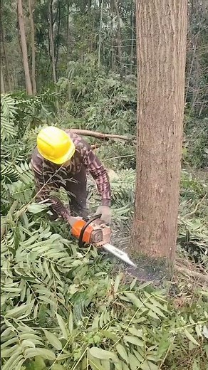 🌲🔊 “Hear the Crack! The Most Satisfying Tree Fall!”