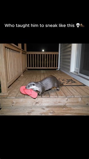 Otter Caught Stealing Flip Flop on Porch Cam