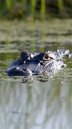 Witness the Raw Power of Alligators in Their Wild Habitat 🐊