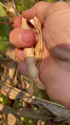 Beans Harvesting, Processing & Storage ASMR