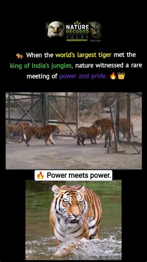 🐅 Siberian Tiger Meets Bengal Tiger 😱🔥#NatureDecoded #SiberianTiger #BengalTiger #Tiger