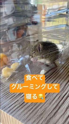 《ネズミを飼うことに🐀》ハツカネズミ〝ハゲ太郎〟食べてグルーミングして寝る😪#ネズミ #ハツカネズミ #ネズミ飼育