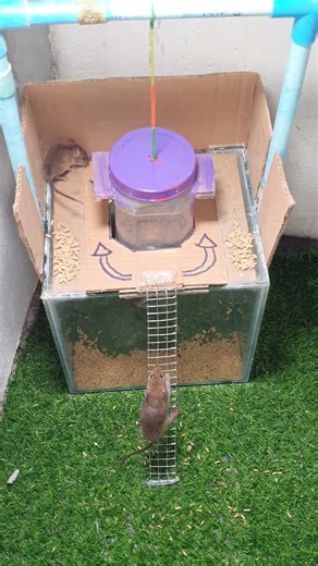 How to trap mice, creative tipsmouse traps at home #mousetrap #mousetrap 5