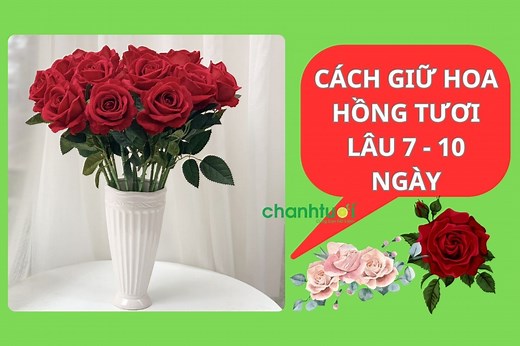 Cách giữ hoa hồng tươi lâu 7 - 10 ngày dươn giản tại nhà