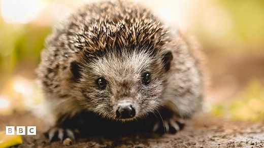 How gardens can help hedgehogs survive