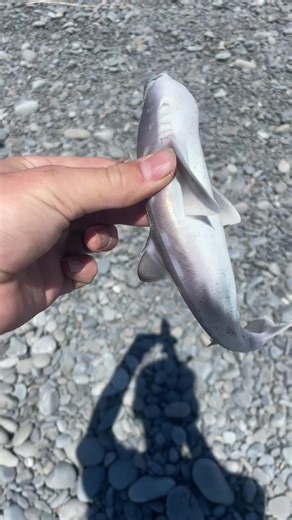 Surfcasting Adventures in New Zealand