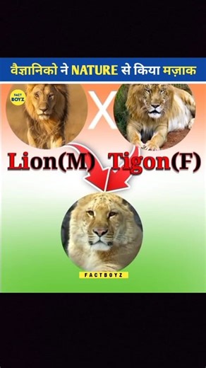 258K views · 4.2K reactions | You won't believe what they created #reelsviralシ #facts #facebookreel #facebookreelsviral #viralvideo #factsdaily #viral | FactBoyz | Facebook