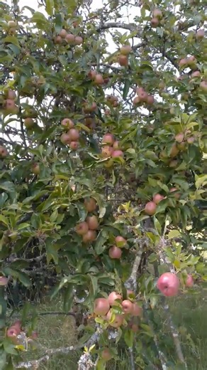 THE SECRET BEHIND SUCH HEAVY APPLE TREES PRODUCTION REVEALED!! WE'VE GOT YOU COVERED.. +254708051690
