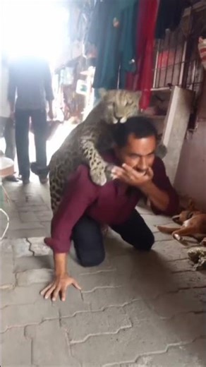 leapoard leap like and subscribe