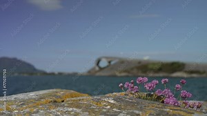 atlanterhavsveien, popular bridge along the famous atlantic road in Norway along the rugged coastline of the north atlantic ocean, defocused with purple flowers in the foreground.