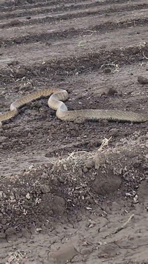 👀 Omg 😯 Big Snake 😯 🐍 Wait for end 👀 #snake in a...See more #snakelogo #watchoutforsnakes
