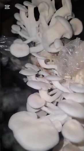 The Hypnotic Dance of Mushroom Spores #shorts