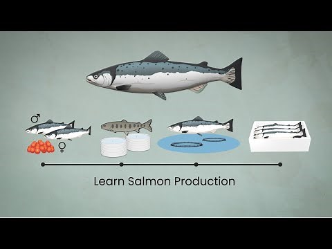 Production of Salmon - How Salmon is Produced in Norway