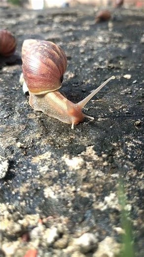 #snail #animallife #nature