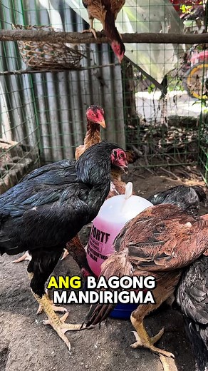 The Story of Shamojano: Ang Bagong Mandirigma: Ang Lahi ng Shamo at Jolojano