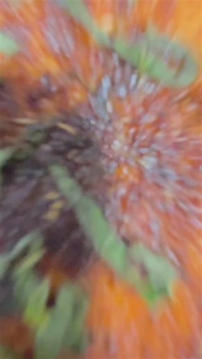 The colors of the Mediterranean Salmon Bowl ❤️ | The Greene Turtle | Facebook