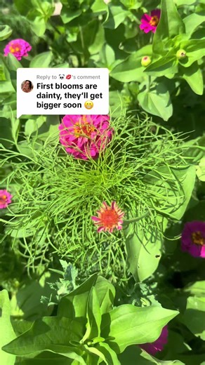 Wildcat Creek Gypsy Vanners on TikTok