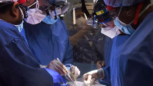 In a first, 57-year-old US man gets pig heart: A brief history of animal-to-human heart transplants