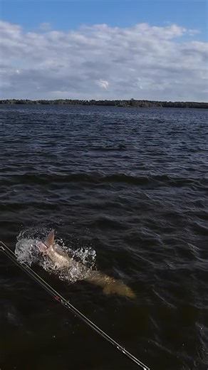 Todays Angler on Instagram: "So close but so far! @muskierobz3 hooks into a beauty of a Muskie on a @chaostackle 8”Mini X!! . . . #musky #muskyfishing #muskiefishing #muskie #fishing #bigfish #fish #Canada #lakeofthewoods"