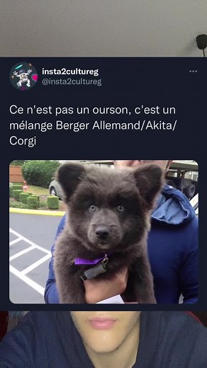 Adorable Dark Puppy with Striking Blue Eyes in Video