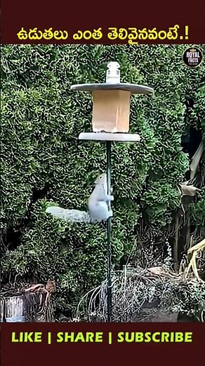Why Squirrels Always Outsmart Bird Feeders! 🤯🐿️ ##ytshorts #viral #facts