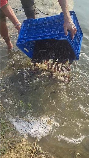 #fishing #viral #short #shortvideo #vlog #funny #youtubeshorts #trending #shorts #comedy #like