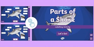 Parts of a Shark Labelling Activity