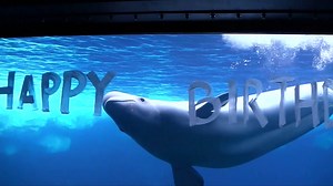 23K views · 658 reactions | We had a great day celebrating Pearl and Atla's 7th Birthday at SeaWorld San Diego! Beluga whales are so cute! Take a look. | SeaWorld | Facebook