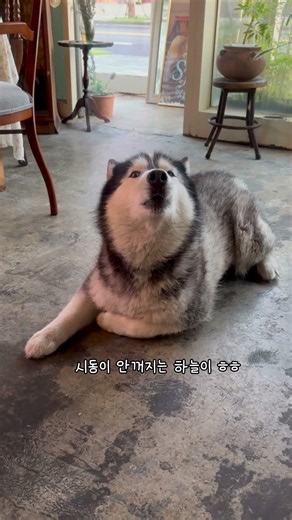 와우와우 쿠팡허스키✨ #husky