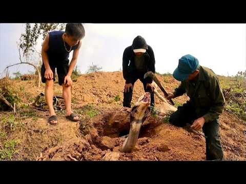 Close-up of 3 stupid men bullying 3 ferocious king cobras on the hillside.