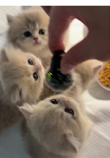 Adorable British Longhair Kittens Showcase