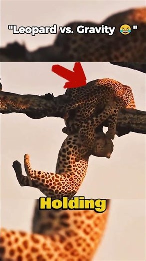 Leopard Fumbles the Branch—Hilarious! 🌿🤣