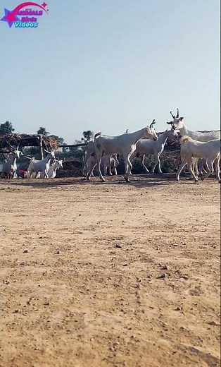 Understanding Goat Walking Behavior