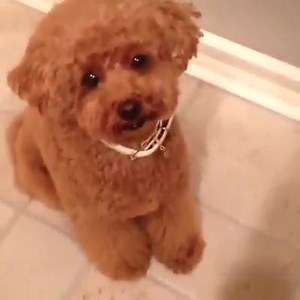 28K views · 838 reactions | such a cute poodle! | Showpo | Facebook