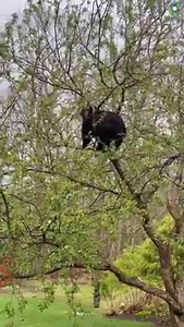 54K views · 1.5K reactions | This bear is all of us in life. It was feeling a bit adventurous in a crab apple tree on the Bristol/Burlington line. Thanks to Jackie for sending this in. See more local trending stories here: https://tinyurl.com/md95c855 | WFSB - Channel 3 Eyewitness News | Facebook