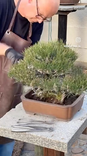 Repotting an old Japanese Black Pine wit equal parts Akadama, Pumice and Lava stone with a handful agricultural carbon. All repotting items available on our website. www.bonsaitree.co.za #bonsaitree #terryerasmusbonsai #japaneseblackpinebonsai #bonsaisouthafrica | Bonsai Tree