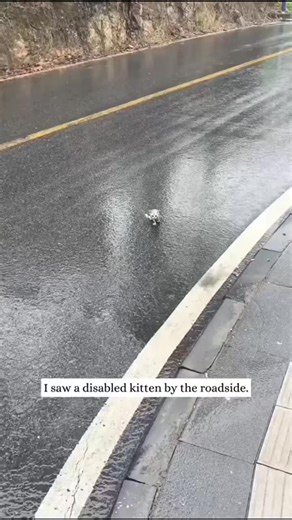 Kitty Kisses rescue (@donation.link.in.b)’s videos with My baby my baby - MadZ