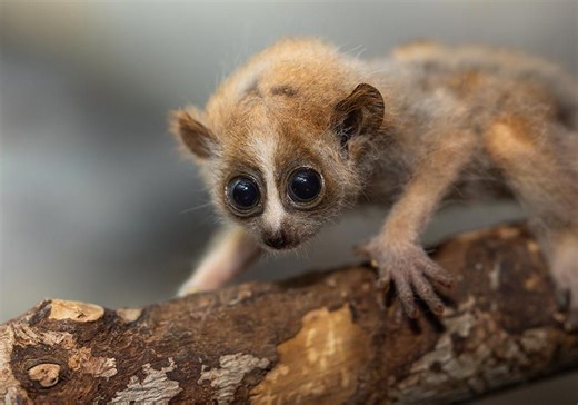 Read Some of the National Zoo’s Most Amazing Animal Stories of 2024