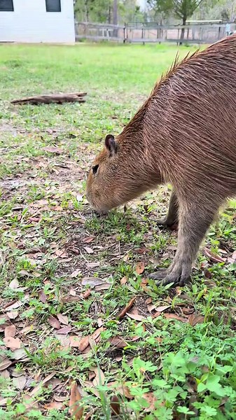 Capybara Diet Secrets Why These Gentle Giants Graze & Nap All Day