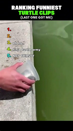 Ranking Funniest Turtle Clips (part 2)