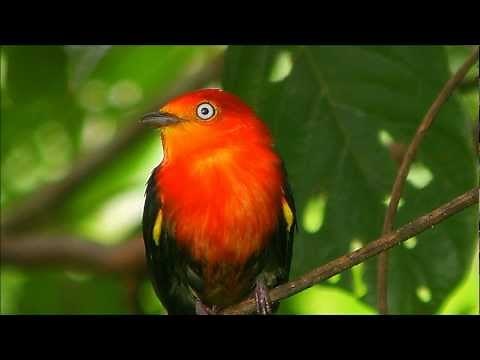 Amazon Rainforest - Soothing Relaxation Music with Nature Sounds