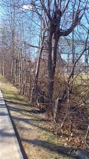 Ogre 7(11.04.26) #citylife #latvia