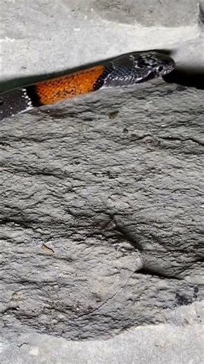 Gray Banded Kingsnake returns home…