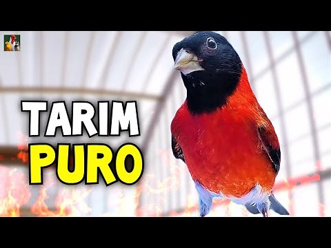 Tarim Pintassilgo da Venezuela Cantando Muito Para Encarte e Treino !